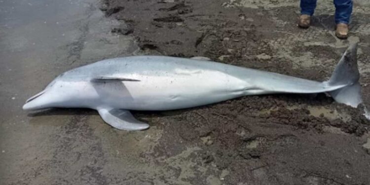 Dolphin killed by bullets: American authorities offer US$20,000 to identify the person responsible