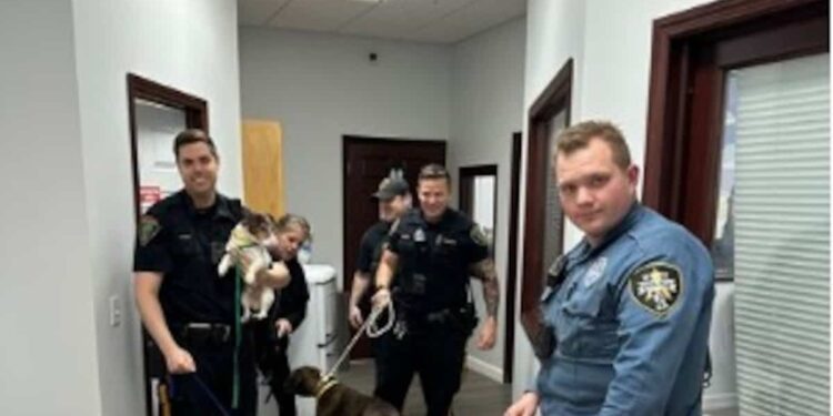 Fire in a dog accommodation hotel: 46 dogs rescued in thick smoke on Saturday