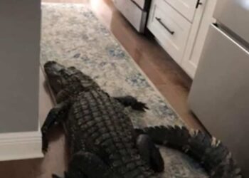 IN PICTURES |  A 2 meter long alligator is found in his kitchen