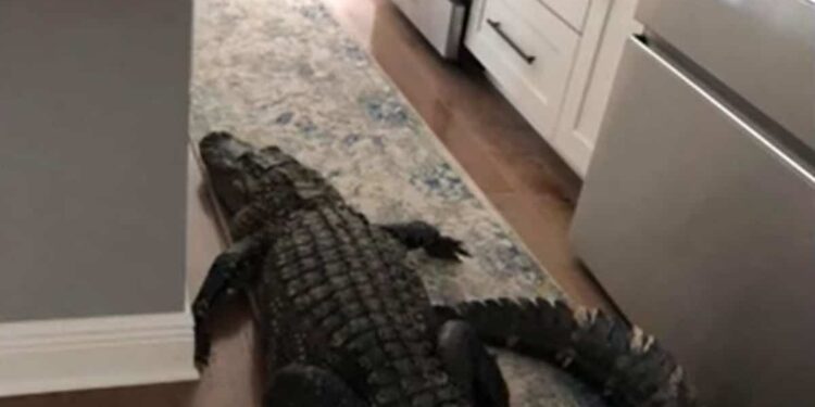 IN PICTURES |  A 2 meter long alligator is found in his kitchen