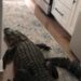 IN PICTURES |  A 2 meter long alligator is found in his kitchen
