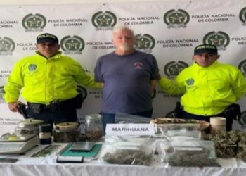 Illegal trafficking: arrested after offering guided tours… of his cannabis farm