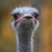 Ostrich dies after swallowing zoo worker’s keys