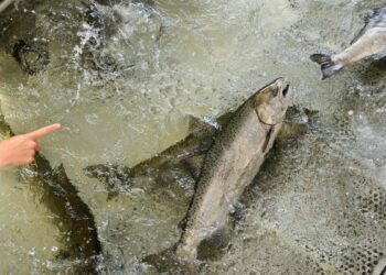 Salmon fishing banned for the second year in a row in California