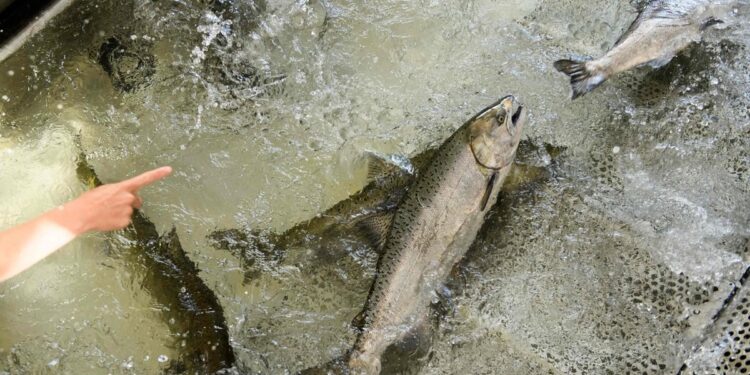 Salmon fishing banned for the second year in a row in California
