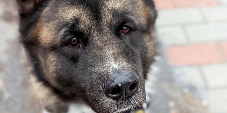 United States: a dog found 3770 km from her home
