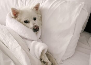 “A lot of questions”: she finds her dog up for adoption a year after having him euthanized