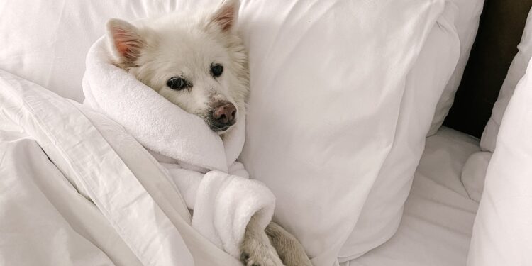 “A lot of questions”: she finds her dog up for adoption a year after having him euthanized