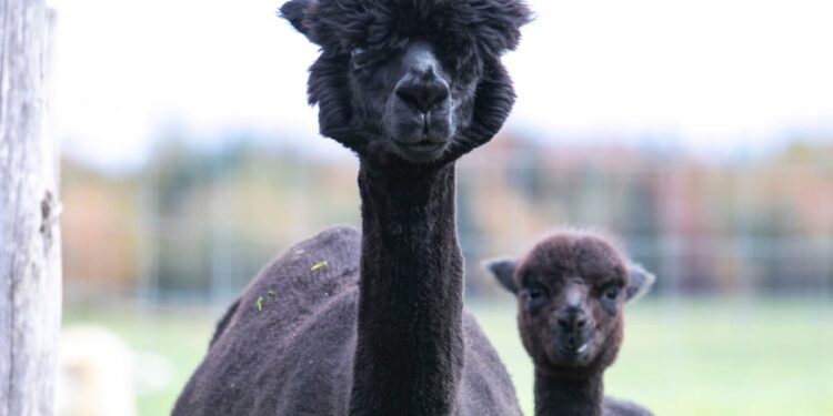 Avian flu virus detected in alpacas in the United States