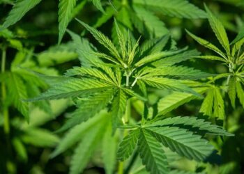 Cannabis to be classified as less dangerous in the United States