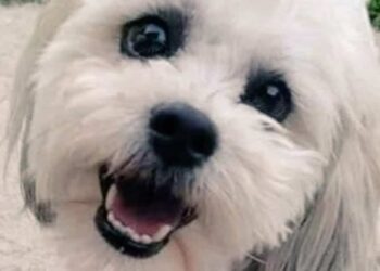 He sues the municipality after a police officer shot his dog