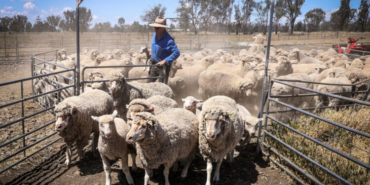 Kuwait and Jordan are the most affected. Learn about the repercussions of Australia’s ban on the export of live sheep  Economy