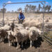 Kuwait and Jordan are the most affected. Learn about the repercussions of Australia’s ban on the export of live sheep Economy