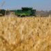 Russia tightens its control over the grain market as wheat prices rise  Economy
