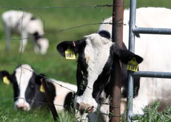 Second person infected with bird flu via cows