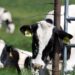 Second person infected with bird flu via cows