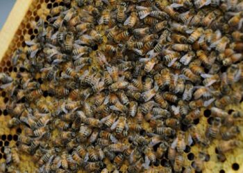 Truck overturns with 15 million bees