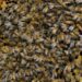 Truck overturns with 15 million bees