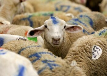 Before the blessed Eid Al-Adha.. Find out the prices of sacrifices in the Arab world |  Economy