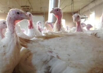 Bird flu: US health agencies study dairy products and workers