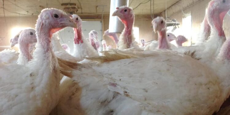 Bird flu: US health agencies study dairy products and workers