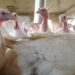 Bird flu: US health agencies study dairy products and workers