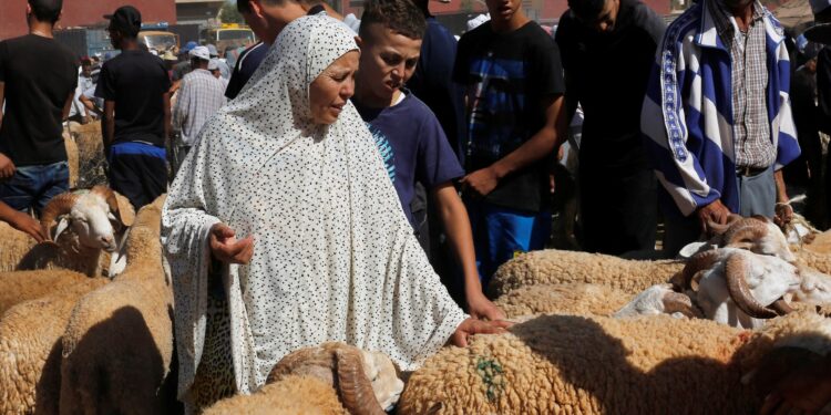 Drought in Morocco strains the pockets of those wishing to buy Eid sacrifices  Economy
