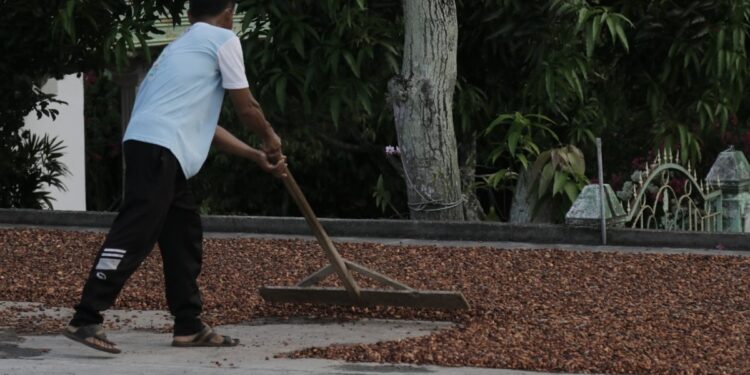 Ghana postpones more cocoa shipments as supply crisis worsens  Economy