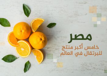 Including Egypt and Saudi Arabia…the top 10 orange producing and importing countries in the world  Economy