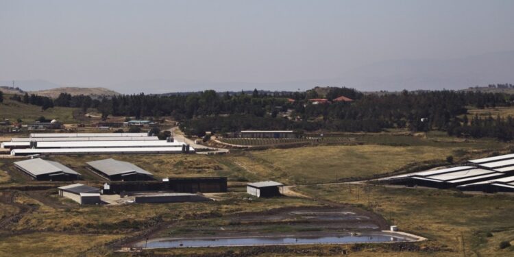 Israeli agriculture is “destroyed” after the war on Gaza and a decrease in production by 80% |  Economy