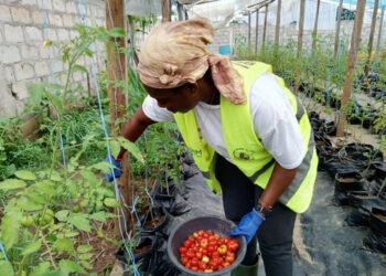 Ivory Coast.. Farmers demand agricultural independence to ensure food security |  Policy
