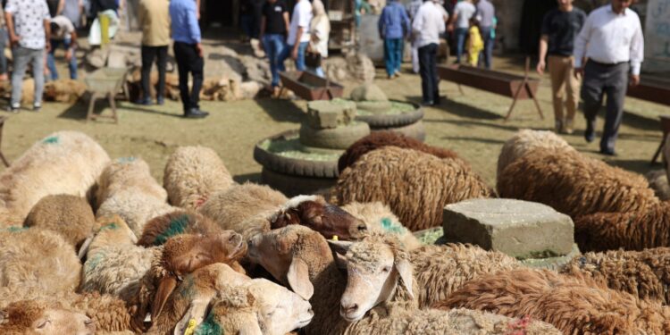 Learn about the top 10 countries that own livestock in the world… including Arabic |  Economy