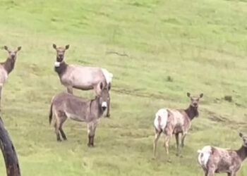 (MUST SEE) This donkey lives with wild moose