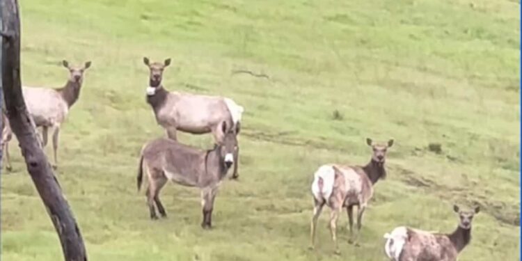 (MUST SEE) This donkey lives with wild moose