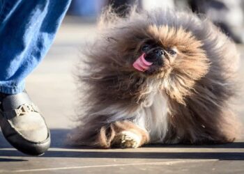 Meet Wild Thang, the ‘Ugliest Dog in the World’