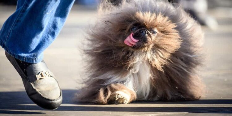Meet Wild Thang, the ‘Ugliest Dog in the World’