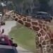 “My heart stopped”: a little girl lifted into the air by a giraffe