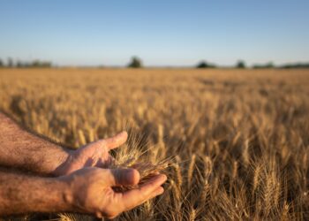 Repercussions of Türkiye’s ban on wheat imports… Winners and losers |  Economy