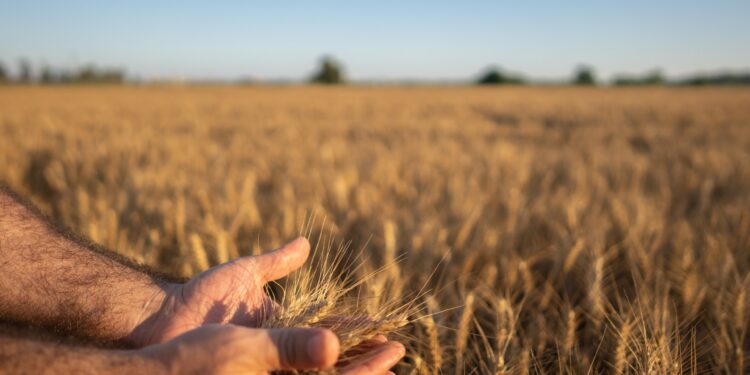 Repercussions of Türkiye’s ban on wheat imports… Winners and losers |  Economy