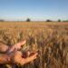 Repercussions of Türkiye’s ban on wheat imports… Winners and losers |  Economy