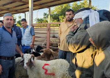 Sacrifices in the occupied West Bank: high prices and empty pockets  Economy