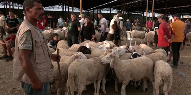 The Eid atmosphere in Tunisia is disturbed by the high cost of sheep Economy