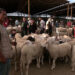 The Eid atmosphere in Tunisia is disturbed by the high cost of sheep  Economy