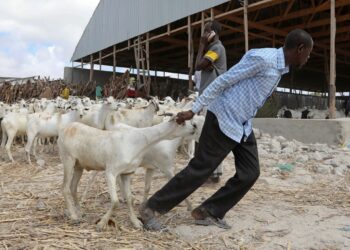 The abundance of livestock in Somalia does not limit the price of sacrifice  Economy