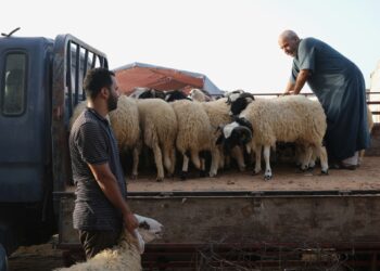 The crisis of sacrifices in eastern Libya as Eid al-Adha approaches  Economy