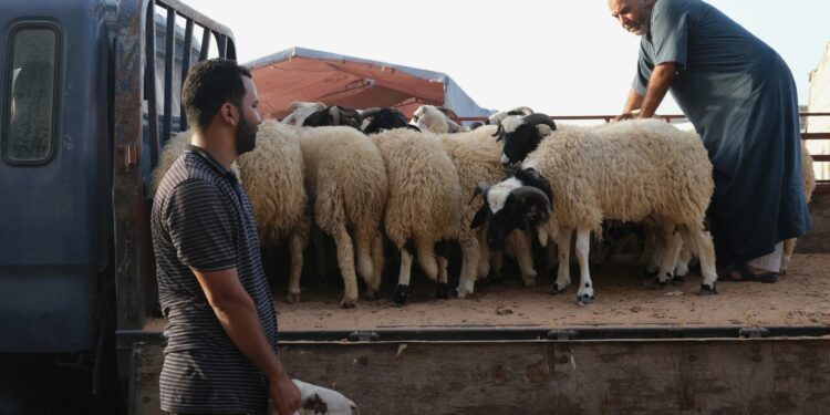 The crisis of sacrifices in eastern Libya as Eid al-Adha approaches  Economy