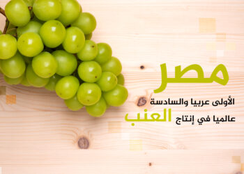 The top 10 countries producing table grapes in the world.. Egypt is among them  Economy
