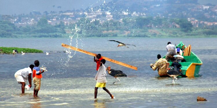 Trade dispute renewed after Uganda confiscates Kenyan fish exports  News