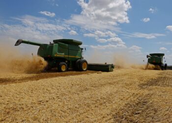 Wheat prices in Europe decline due to a decision from Turkey  Economy