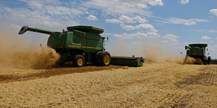 Wheat prices in Europe decline due to a decision from Turkey  Economy